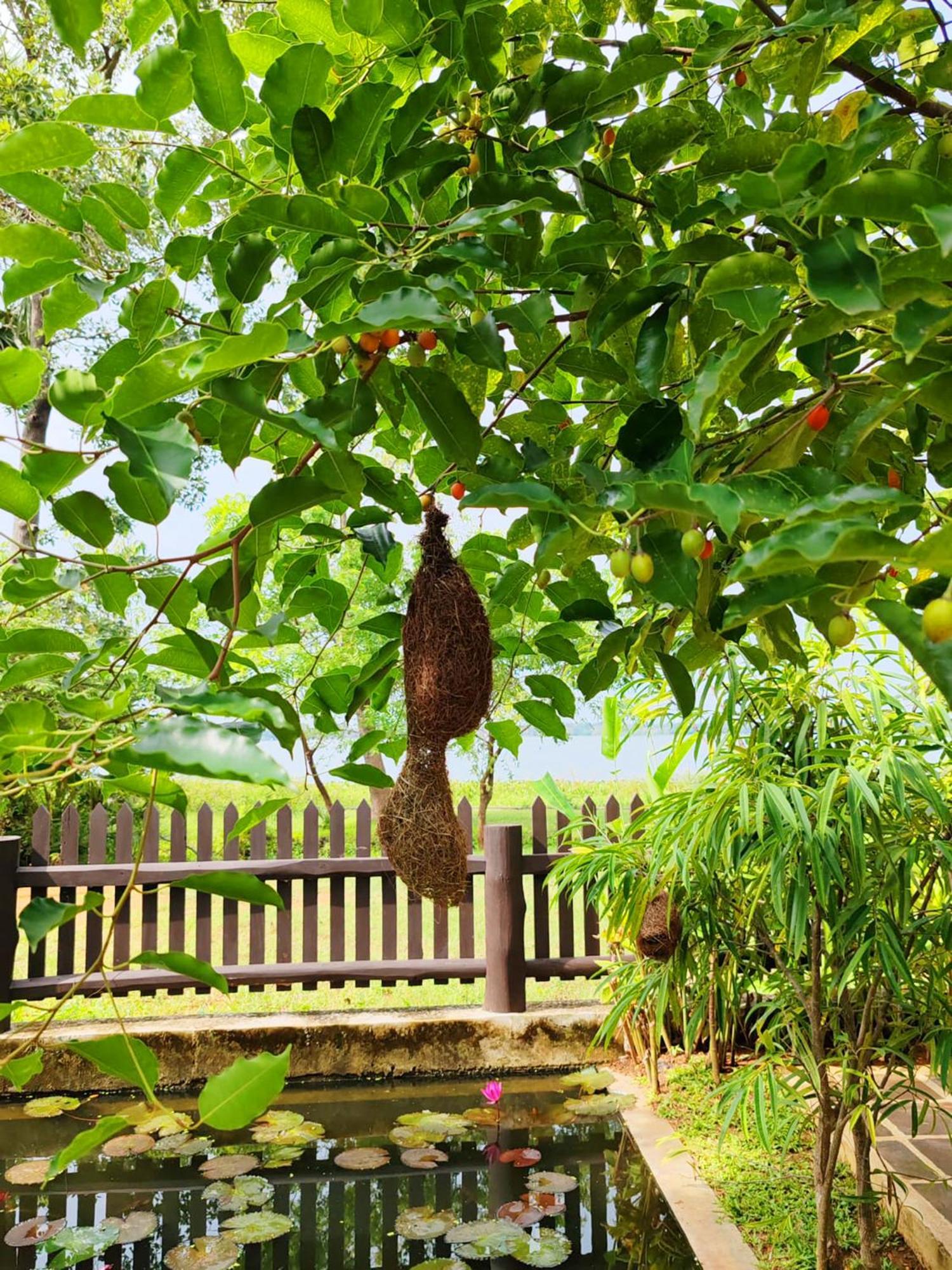 Art Yala Boutique Resort Tissamaharama Exterior foto